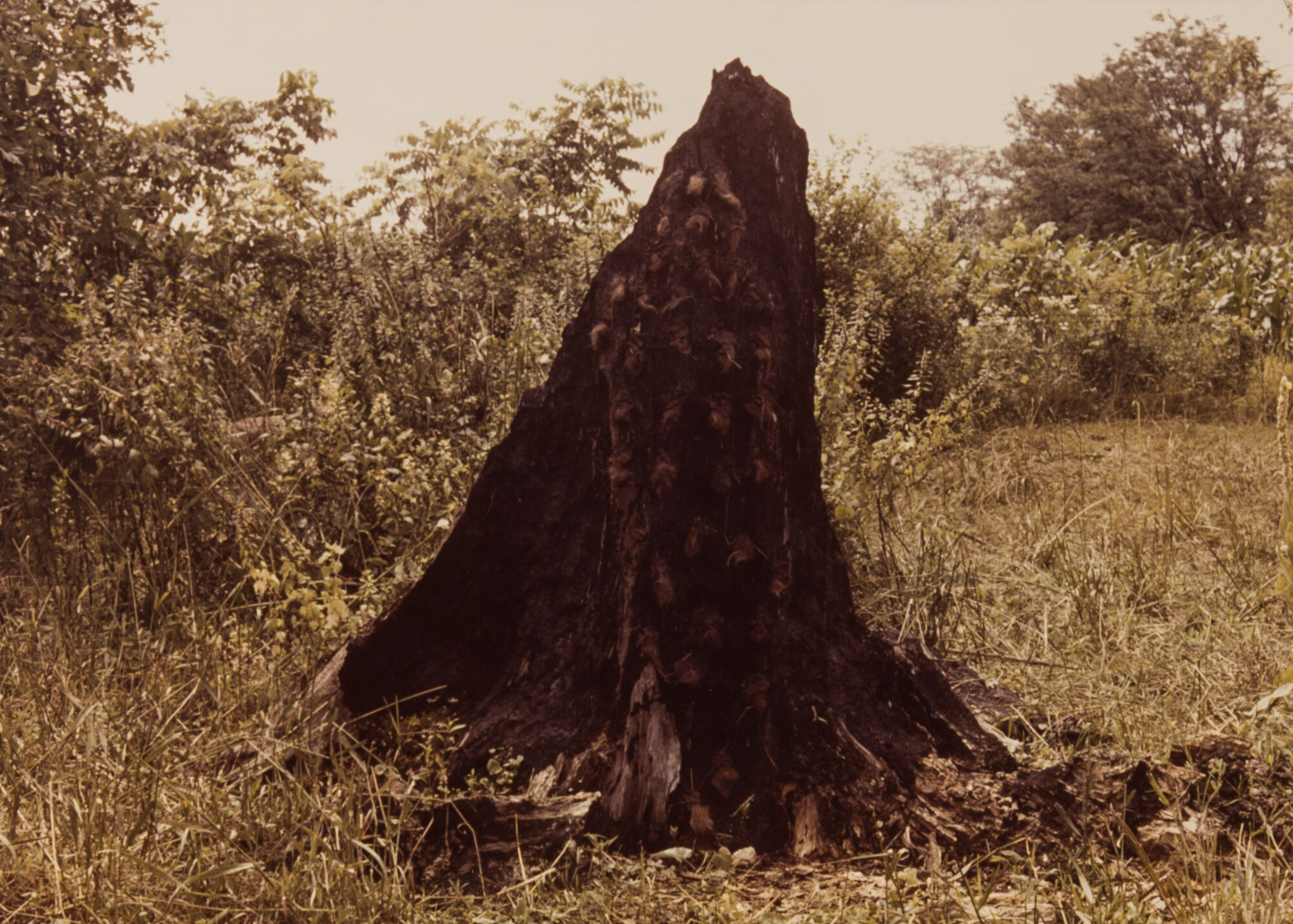 Ana Mendieta – Alison Jacques